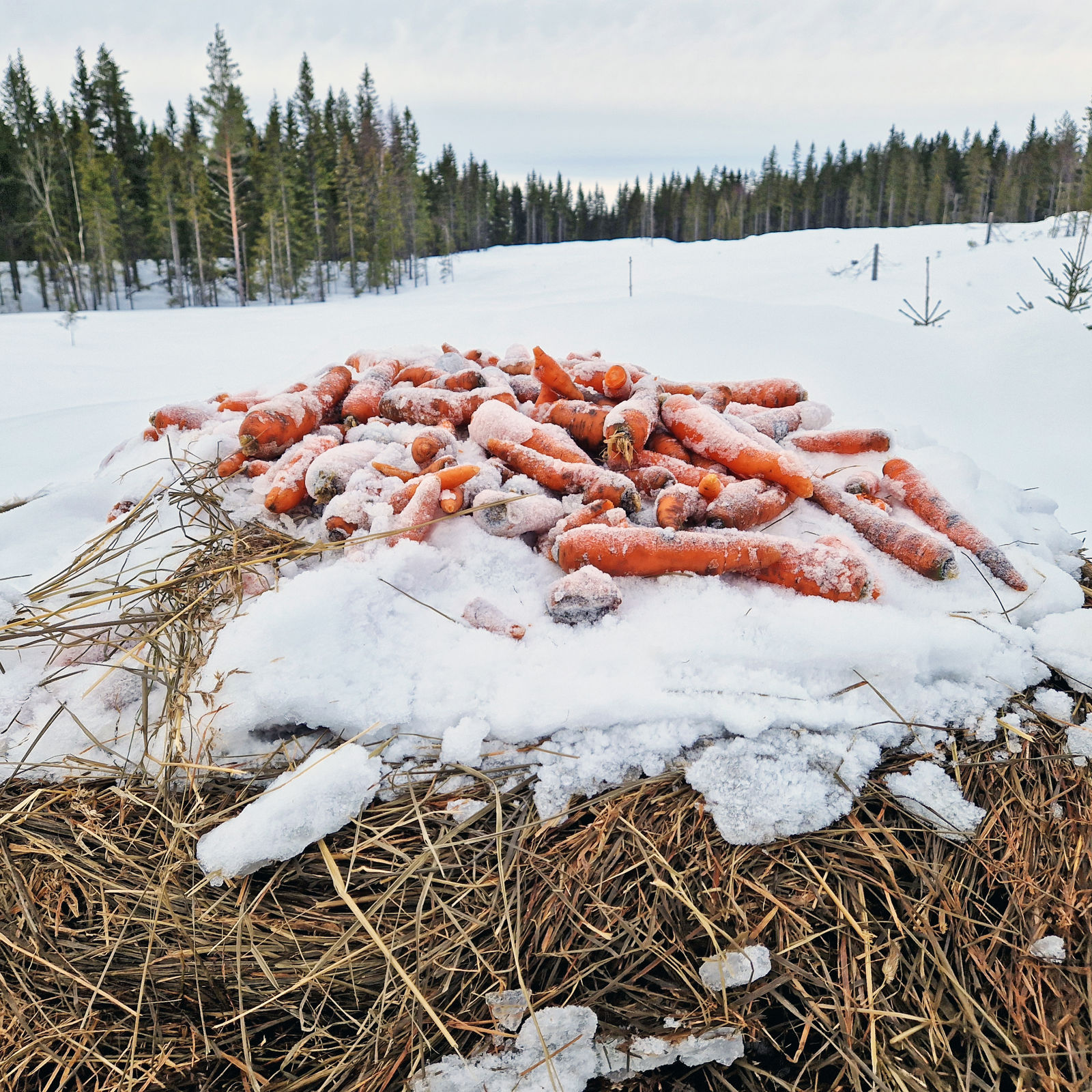 Gulerøtter som ligger på toppen av en høyball ute i et snødekket skogområde.