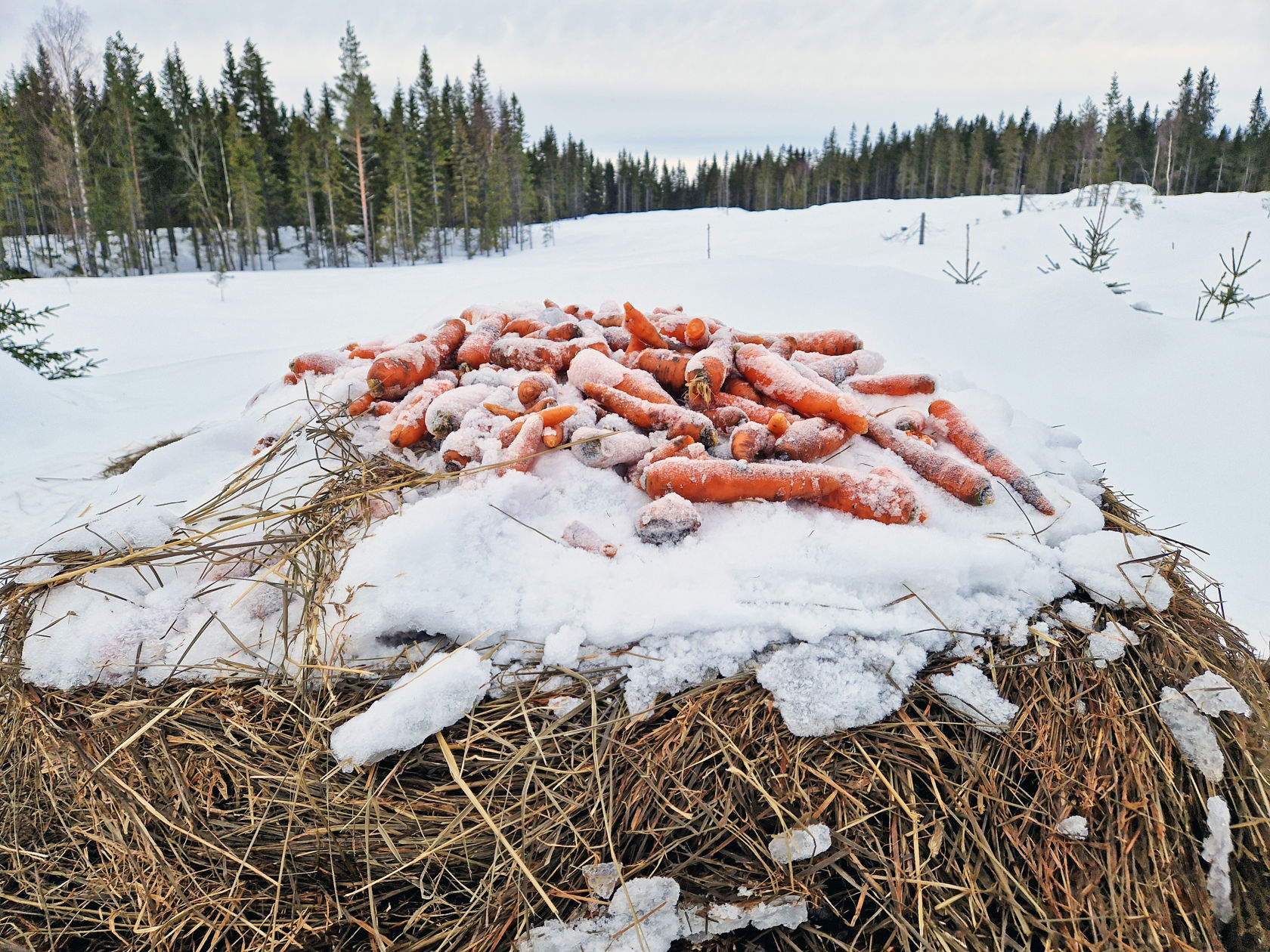 Gulerøtter som ligger på toppen av en høyball ute i et snødekket skogområde. 