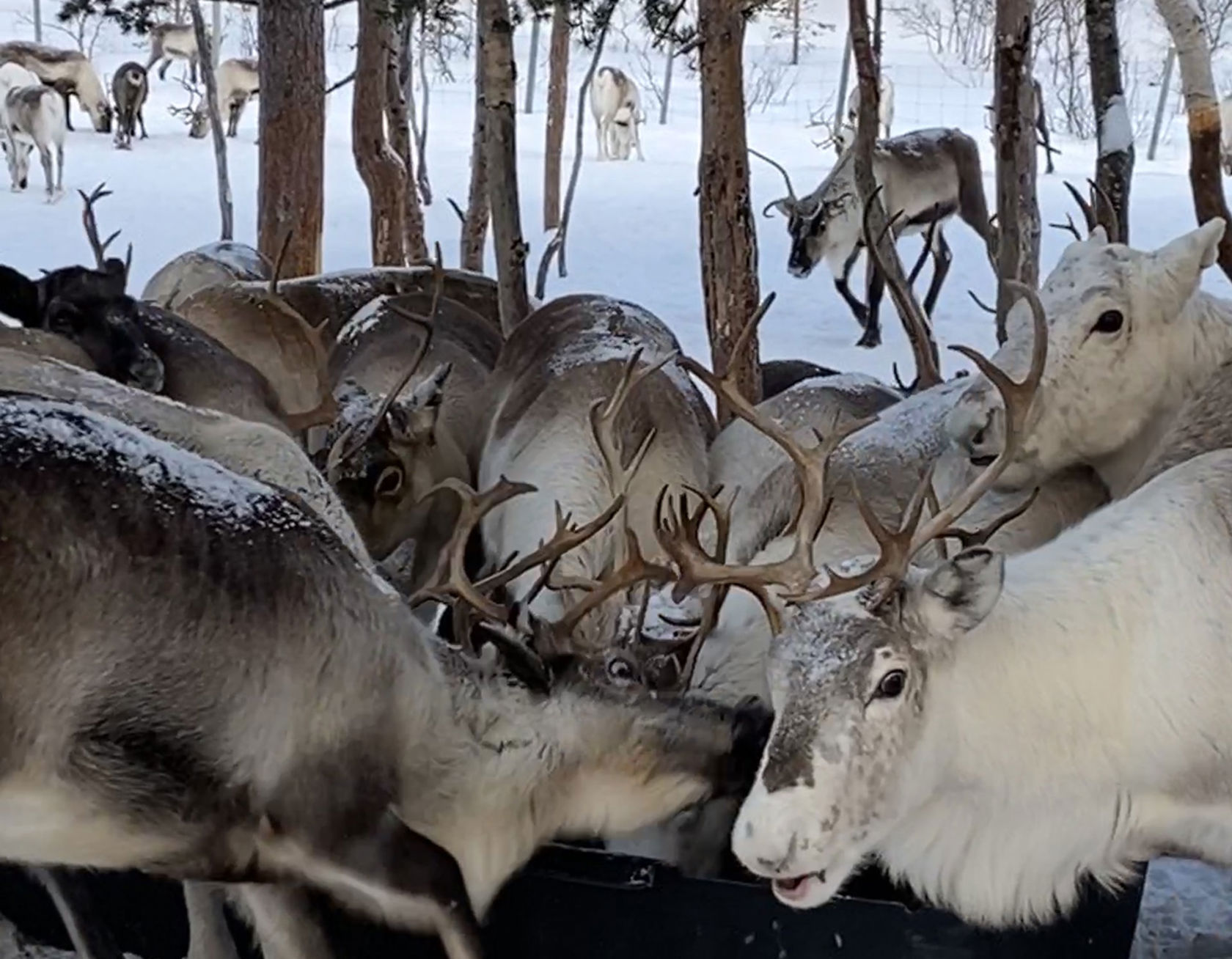Reinsdyrflokk spiser fór i vinterlandskap