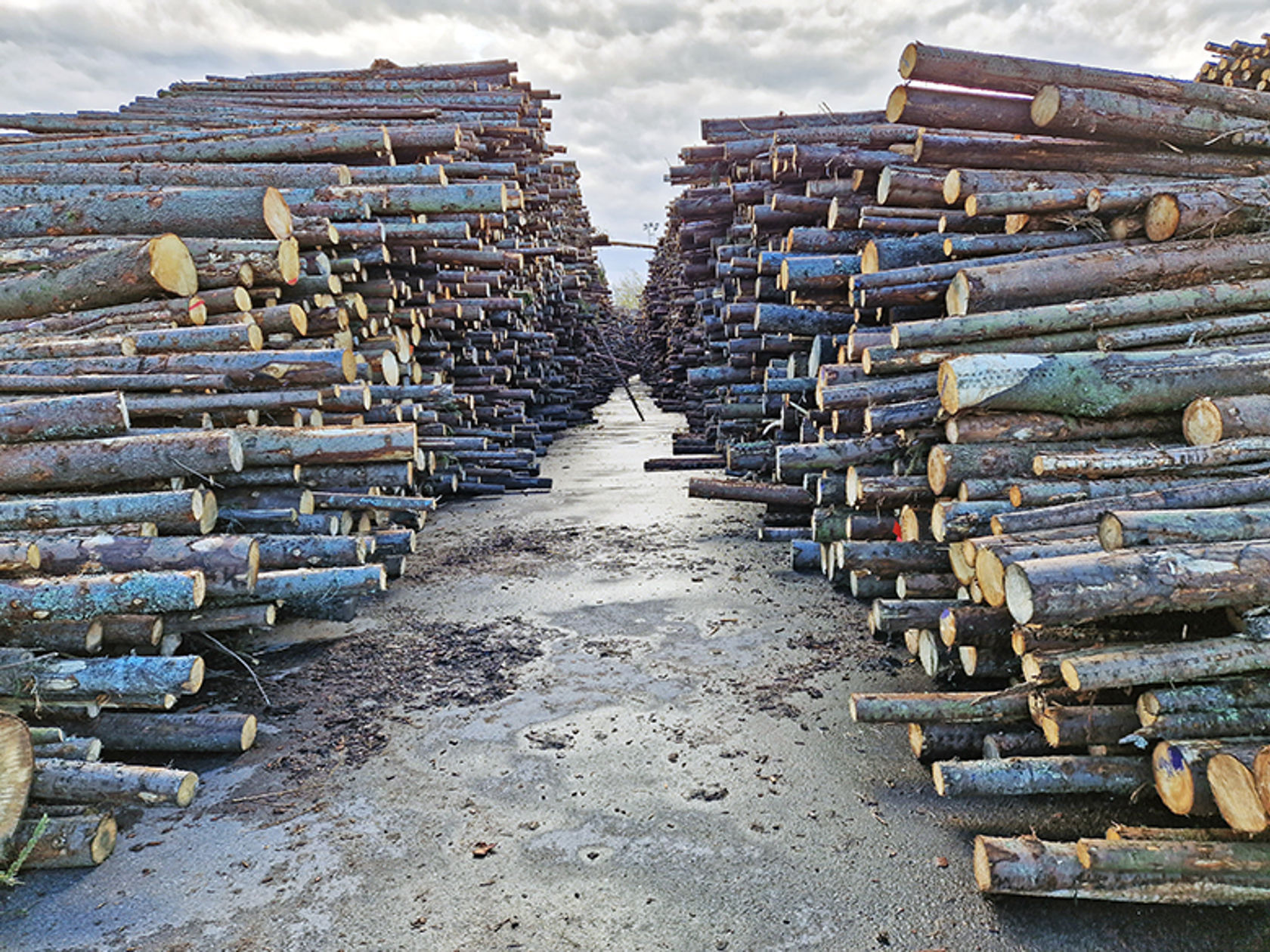 Bilde av hundrevis av tømmerstokker som ligger i to store rader.