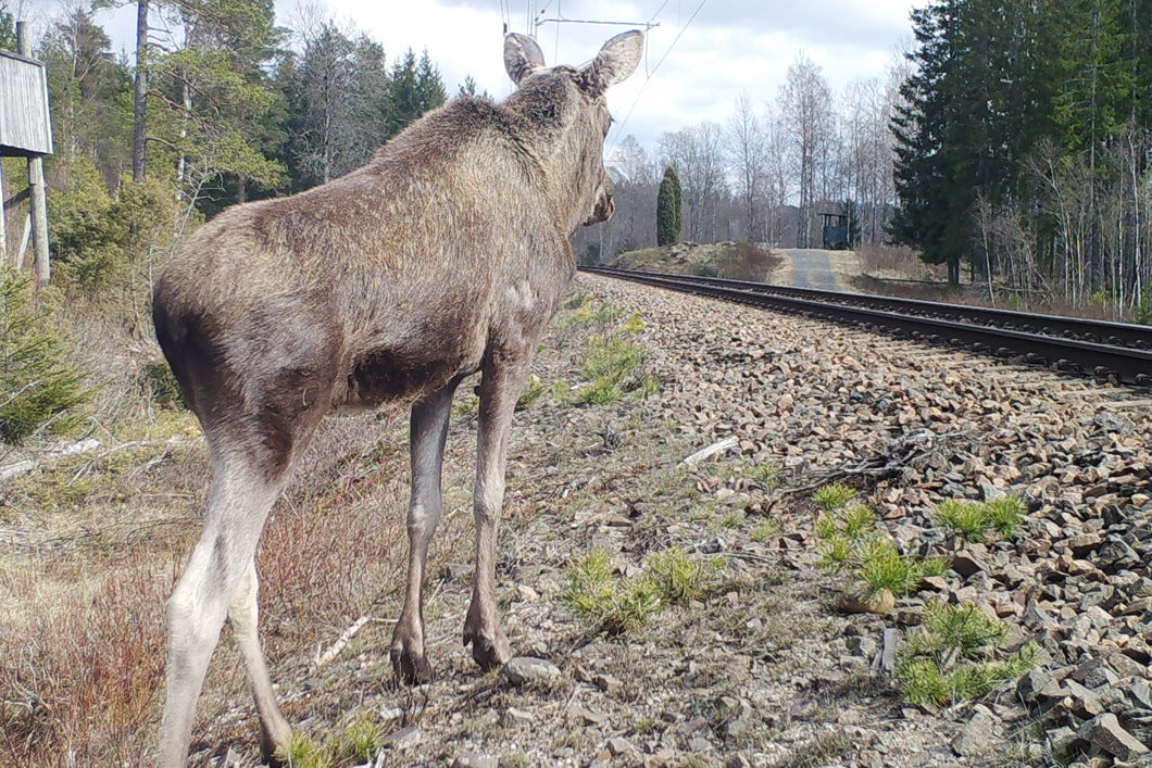 Elg står med ryggen til og skuer ut over togsporet
