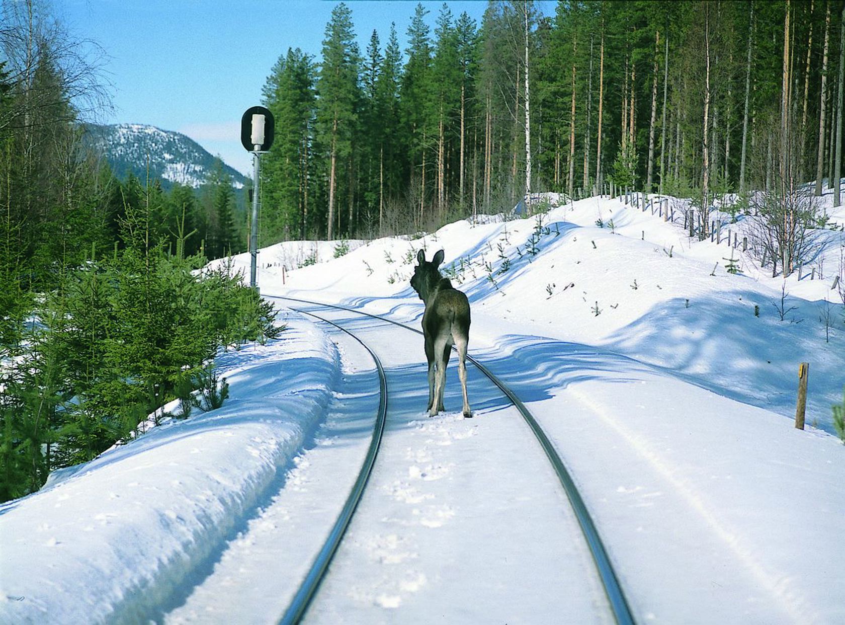 Elg som står midt i tog sporet på vinteren 