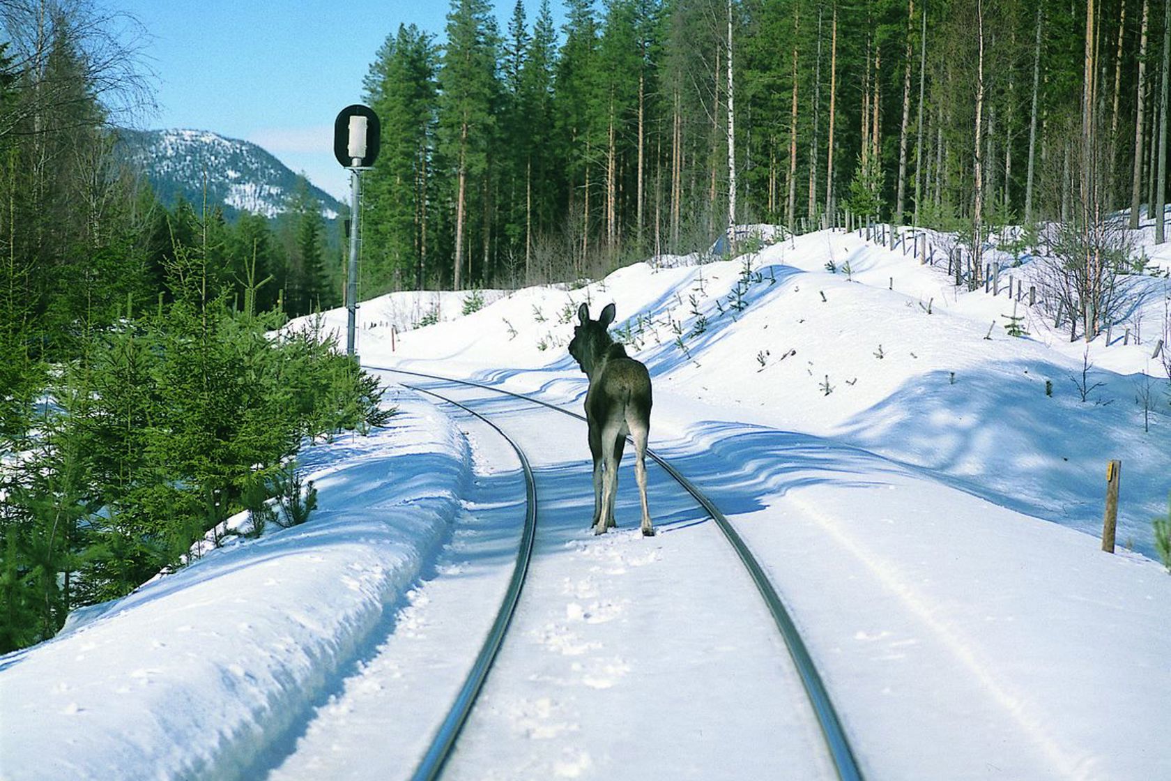 Elg som står midt i tog sporet på vinteren 